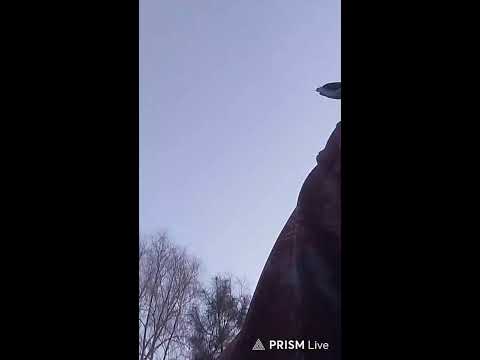 Прямая трансляция САШКА ЗОЛОТОЙ ДОЖДИК