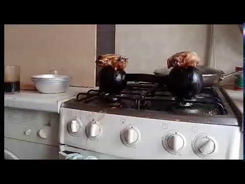 Кинконг — КИНГ КОН Г ЖИВ