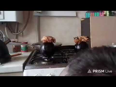 Кинконг — Прямая трансляция КИНГ КОНГ ЖИВ